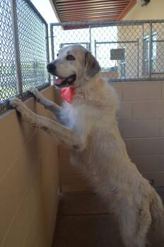 Cookie -  Great Pyrenees Dog for Adoption in Mckinney, Texas - Cookie | PetCurious