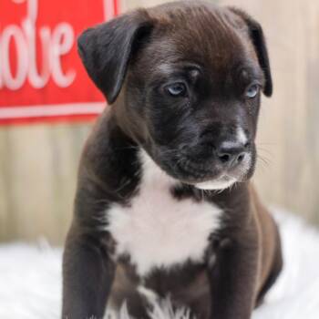 Mable -  Mixed Breed Dog for Adoption in Casa Grande, Arizona - Mable | PetCurious