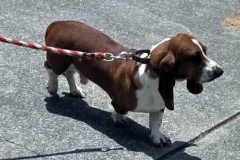 CASEY -  Basset Hound Dog for Adoption in Hamilton, New Jersey - CASEY | PetCurious
