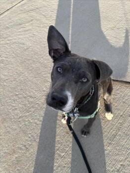 Pit Bull Terrier and Mixed Breed Dogs Available for Adoption in Fort Collins, Colorado - Peep | PetCurious