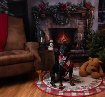 RALPHIE RAMON -  Mixed Breed Dog for Adoption in Holbrook, New York - RALPHIE RAMON | PetCurious