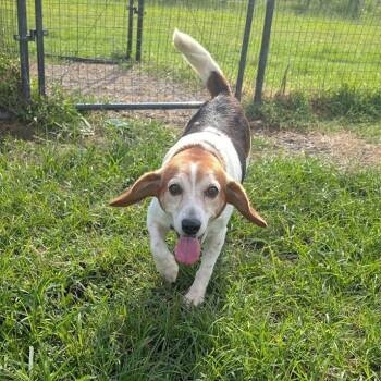 Rescue Beagle Dogs for Adoption in Nowata, Oklahoma - Newton | PetCurious