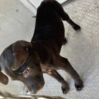 Pit Bull Terrier Dogs Available for Adoption - Youngin | PetCurious