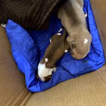 Brownie -  Mixed Breed Dog for Adoption in Melrose, Florida - Brownie | PetCurious