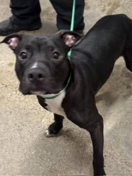 Castor -  Pit Bull Terrier Dog for Adoption in Cleveland, Ohio - Castor | PetCurious
