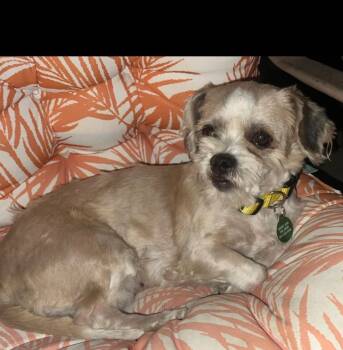 Lily ( bonded with Rosie) -  Shih Tzu and Maltese Dog for Adoption in Pomona, California - Lily ( Bonded With Rosie) | PetCurious
