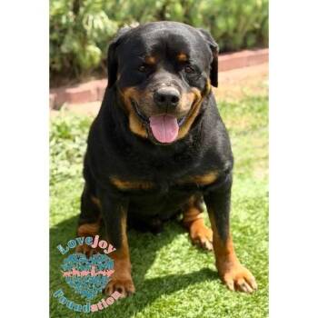 Ezra RB -  Rottweiler Dog for Adoption in Inglewood, California - Ezra RB | PetCurious