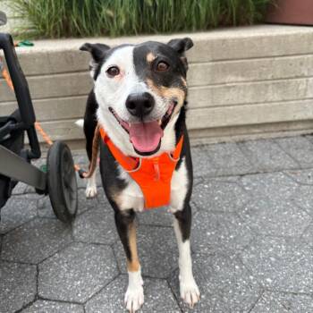Bradley -  Manchester Terrier and Mixed Breed Dog for Adoption - Bradley | PetCurious