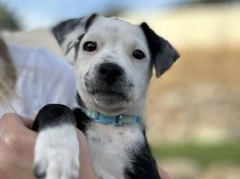 Jin -  Cattle Dog Dog for Adoption in Salt Lake City, Utah - Jin | PetCurious