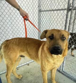 Shepherd Dogs Available for Adoption - Jax -- URGENT! | PetCurious