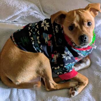 Chihuahua and Mixed Breed Dogs Available for Adoption - WILLOW | PetCurious