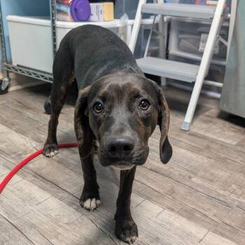 Coonhound Dogs Available for Adoption in Jefferson City, Tennessee - Gus Gus | PetCurious
