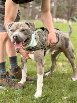 Pit Bull Terrier Dogs Available for Adoption - Louie | PetCurious
