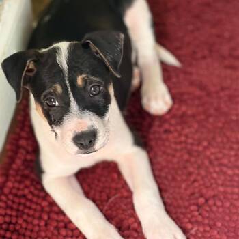 Amber -  Labrador Retriever Dog for Adoption in Raleigh, North Carolina - Amber | PetCurious