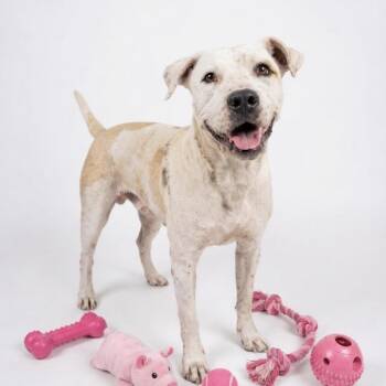 Darby -  American Staffordshire Terrier Dog for Adoption in Seguin, Texas - Darby | PetCurious