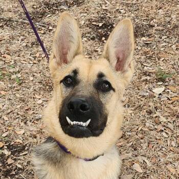 Rescue German Shepherd Dog Dogs for Adoption in Austin, Texas - Teefers JuM | PetCurious