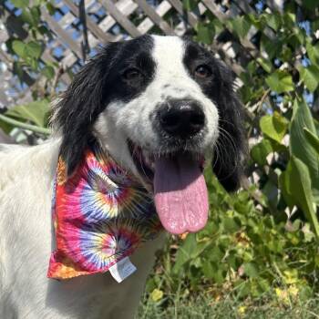 Azure in NH Come Meet our Adoptable Dogs Wednesday-Saturday. Mor -  Labrador Retriever and Border Collie Dog for Adoption in Manchester, New Hampshire - Azure In NH Come Meet Our Adoptable Dogs Wednesday-Saturday. Mor | PetCurious