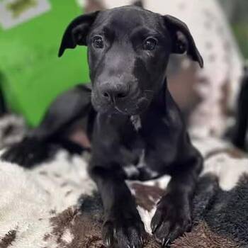 Hookfang -  Mixed Breed Dog for Adoption in Racine, Wisconsin - Hookfang | PetCurious