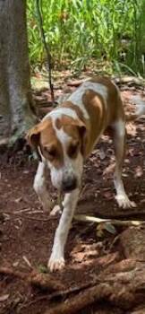 Hound and Mixed Breed Dogs Available for Adoption in Honolulu, Hawaii - Speckles | PetCurious