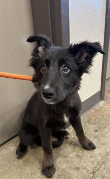 ARI -  German Shepherd Dog and Siberian Husky Dog for Adoption in Ontario, California - ARI | PetCurious