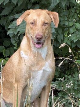 Raleigh -  German Shepherd Dog Dog for Adoption in Nashville, Tennessee - Raleigh | PetCurious
