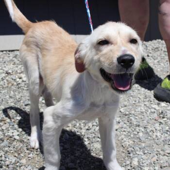 Noodle -  Hound and Mixed Breed Dog for Adoption in Vacaville, California - Noodle | PetCurious