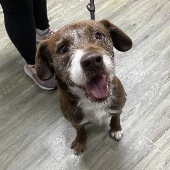 Mixed Breed Dogs Available for Adoption in Summerville, South Carolina - Rotisserie | PetCurious