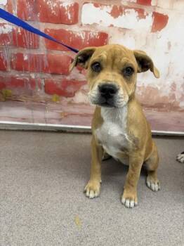 Pit Bull Terrier Dogs Available for Adoption in San Bernardino, California - POLLY | PetCurious