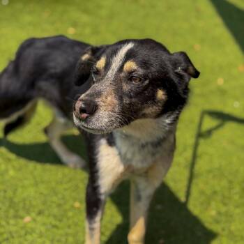 Scooter -  Shepherd and Hound Dog Available for Adoption in Gainesville, Georgia - Scooter | PetCurious