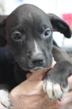 Labrador Retriever and Mixed Breed Dogs Available for Adoption in Pahrump, Nevada - Tango (L576 P9) | PetCurious