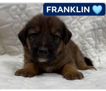 FRANKLIN -  Shepherd Dog for Adoption in Pemberton Township, New Jersey - FRANKLIN | PetCurious