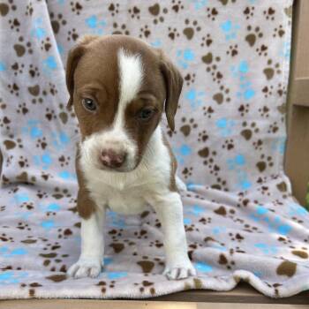 Pup 4-Chunker -  Mixed Breed and Beagle Dog for Adoption in Moravia, New York - Pup 4-Chunker | PetCurious