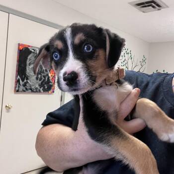 Husky Dogs Available for Adoption in West Jefferson, Ohio - Carmello At Prison Program | PetCurious