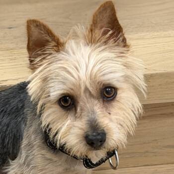 Mr. Handsome Kye -  Yorkshire Terrier Dog for Adoption in Ridgefield, Washington - Mr. Handsome Kye | PetCurious
