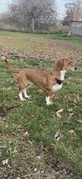 Rescue Chiweenie Dogs for Adoption in Selah, Washington - Daisy | PetCurious