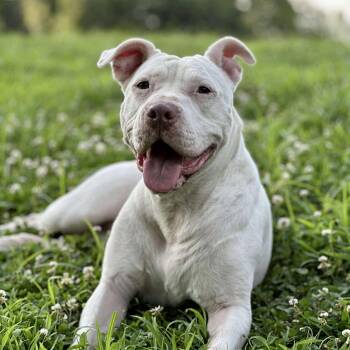 Rescue Pit Bull Terrier and American Staffordshire Terrier Dogs for Adoption in Warren, Rhode Island - Gemma | PetCurious