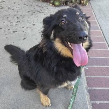 June -  Cattle Dog and Mixed Breed Dog for Adoption in Pacifica, California - June | PetCurious