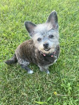 Rescue Border Terrier and Chihuahua Dogs for Adoption in West Richland, Washington - Maxine | PetCurious