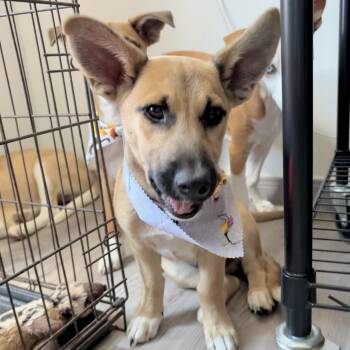 Shepherd and Retriever Dogs Available for Adoption in Corpus Christi, Texas - Jujubee | PetCurious
