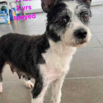 Ary -  Mixed Breed Dog for Adoption in Englewood, Florida - Ary | PetCurious