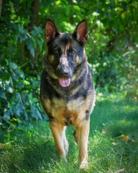 MARCI (0734) -  German Shepherd Dog Dog for Adoption in Bridgeport, Connecticut - MARCI (0734) | PetCurious