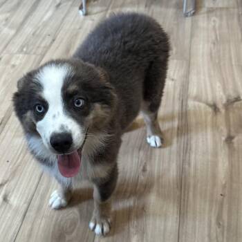 Honey -  Australian Shepherd and Mixed Breed Dog for Adoption in Buchanan Dam, Texas - Honey | PetCurious
