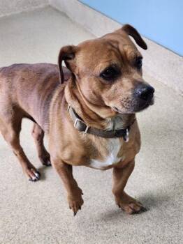 Chihuahua and Mixed Breed Dogs Available for Adoption in Newton, North Carolina - JJ | PetCurious