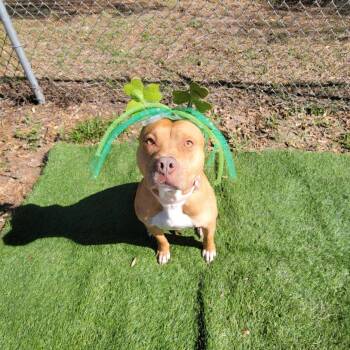 Lola -  Mixed Breed Dog for Adoption in Lake Panasoffkee, Florida - Lola | PetCurious