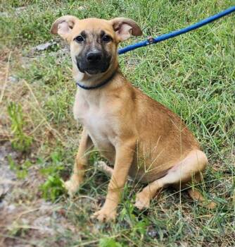 260912 Daisy Duke -  Shepherd and Labrador Retriever Dog for Adoption in Wetumpka, Alabama - 260912 Daisy Duke | PetCurious