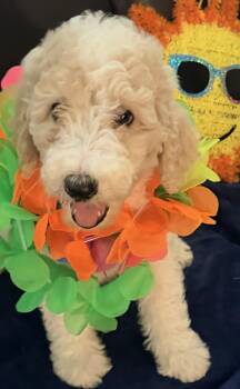 Sophie and Pennie -  Goldendoodle Dog for Adoption in Cerritos, California - Sophie And Pennie | PetCurious