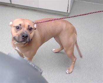 Black Mouth Cur and Mixed Breed Dogs Available for Adoption - NESTLE | PetCurious