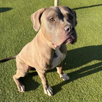American Bully Dogs Available for Adoption in Hays, Kansas - Stray | PetCurious