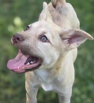 Labrador Retriever and American Bully Dogs Available for Adoption in Port Angeles, Washington - Snookie | PetCurious