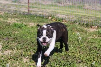 Boston Terrier Dogs Available for Adoption - Finley | PetCurious